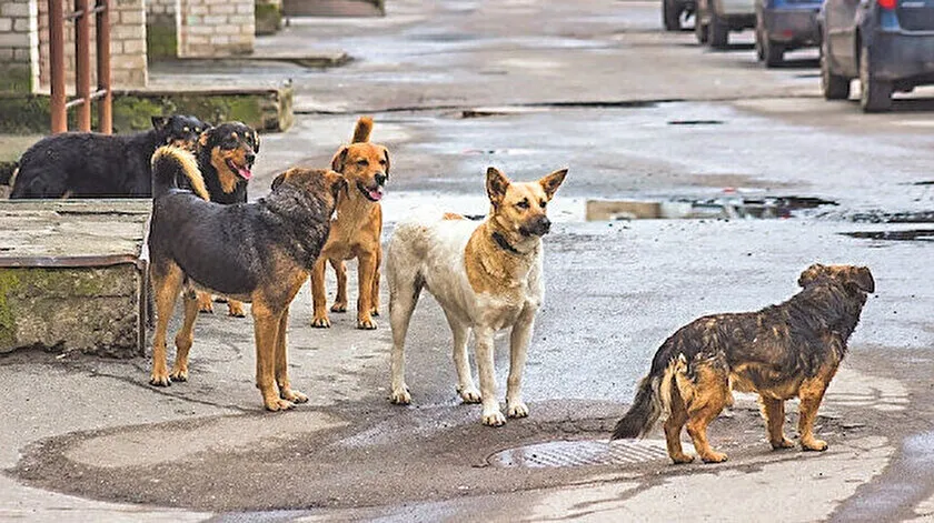 Sokak Hayvanları için Toplanıyoruz