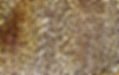 Leopard Skin