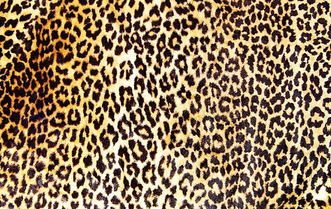 Leopard Skin
