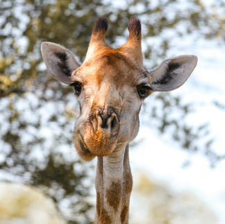 Eine Giraffe frisst einen Ast und schaut dabei aufgeregt in die Kamera.
