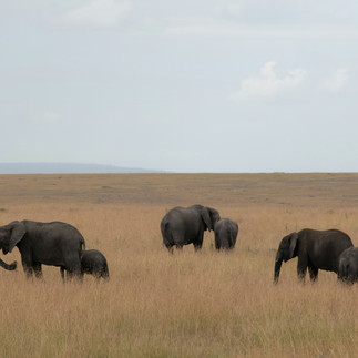 Eine Herde Elefanten steht in der heißen Mittagssonne in der Savanne.
