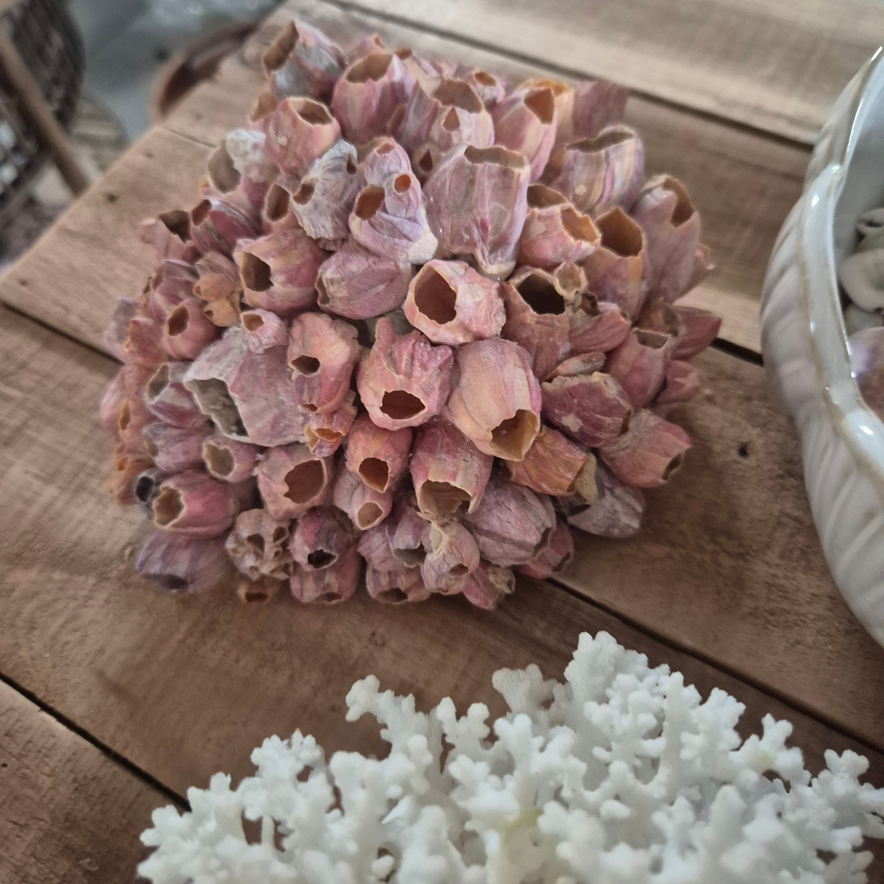 Decorative barnacles with orange hues