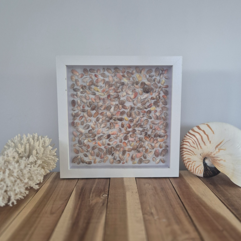 Tiny Carditas shell artwork