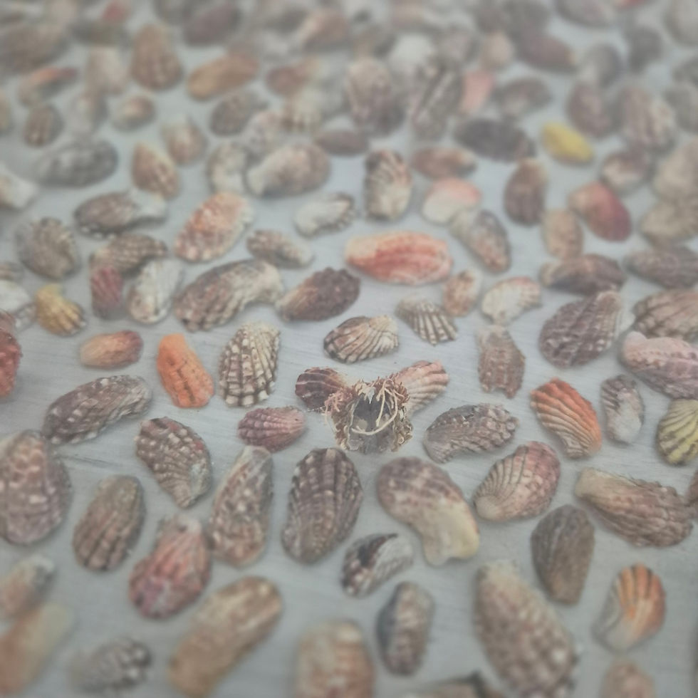 Thumbnail: Tiny Carditas shell artwork