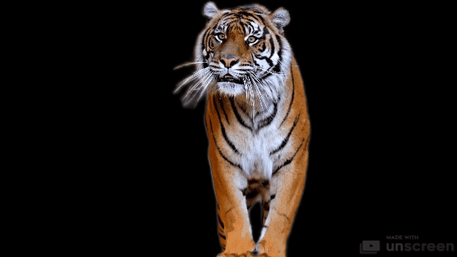 tigre-fondnoir.gif