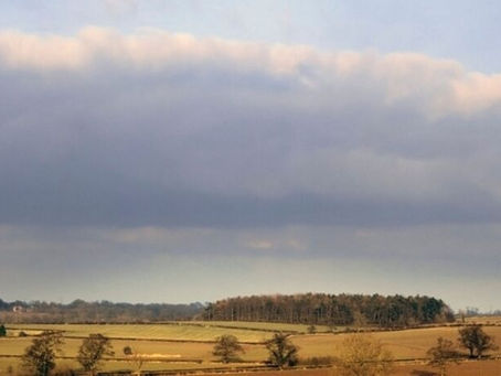 Vast landscape with brown fields and scattered trees under a cloudy sky. A distant forest lines the horizon. Calm and serene atmosphere.