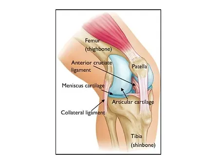 reading hip knee unit structure of the knee knee structure
