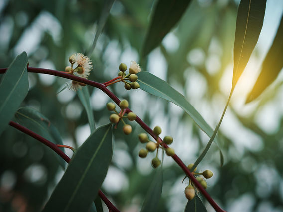 Close-up of a eucalytpus branch with greenleaves and blossoming buds, symbolising growth and support in counselling on the Tweed Coast