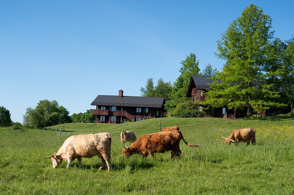 Cows at Von Trapp in Stowe, VT