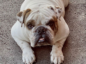 Barry Bulldog