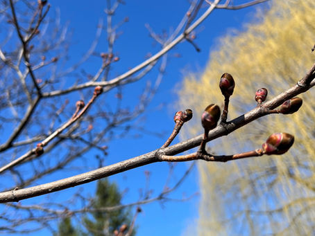 Les bourgeons : l’intelligence vivante de la plante