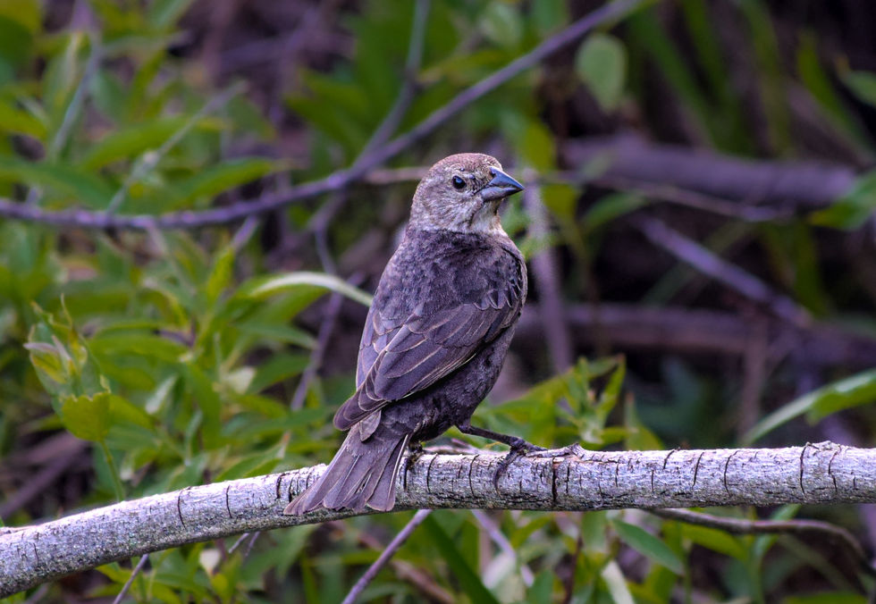 Brown-Headed Cowbird