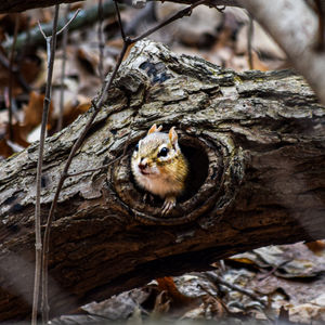 Wildlife