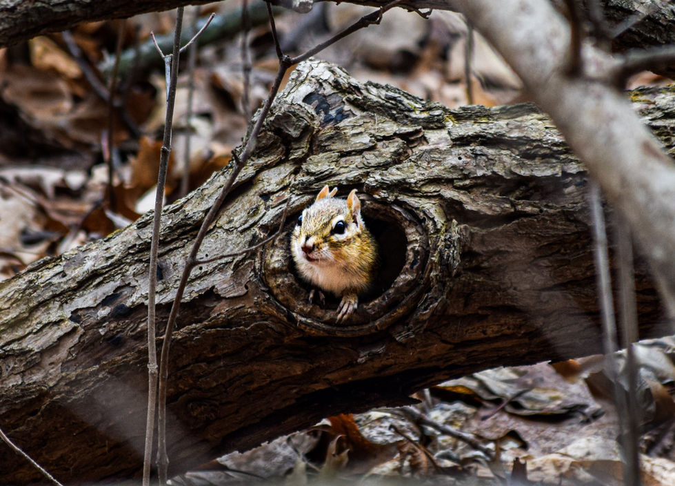 Chipmunk in a log