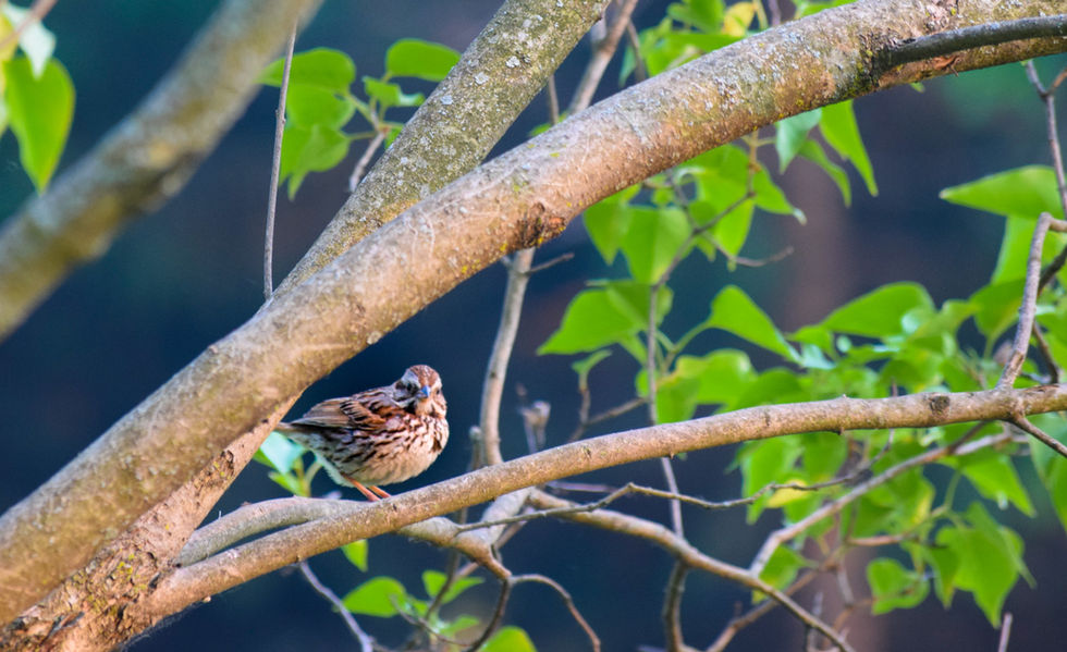 Fox Sparrow