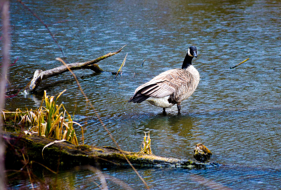 Goose at Lucien Morin Park