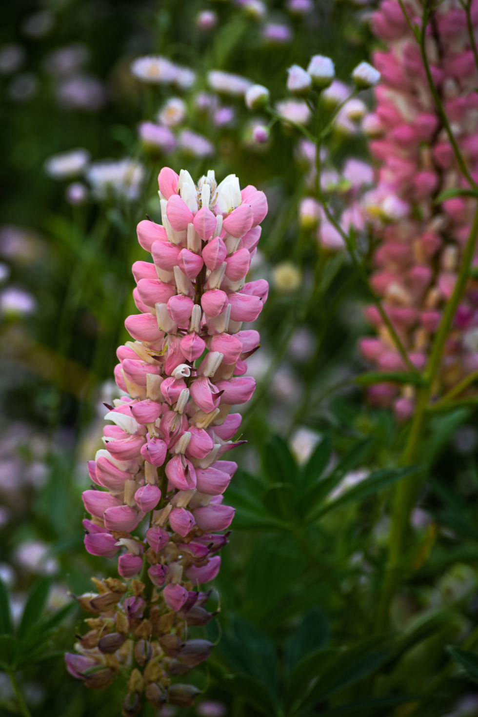 Pink Lupine Flower