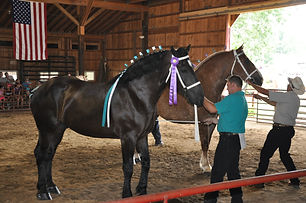 draft horse halter.jpeg