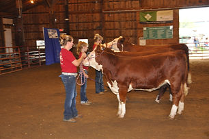 beef cattle.jpeg