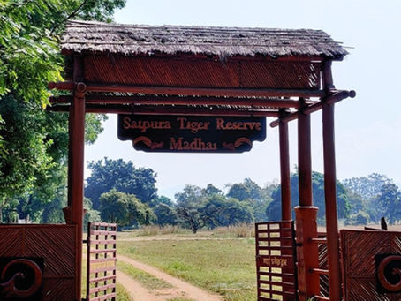 Satpura National Park Travel Guide: Best Time to Visit, Safari Options & Tips