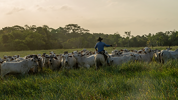 260521-agrofilmes-site-parallax-02a.png