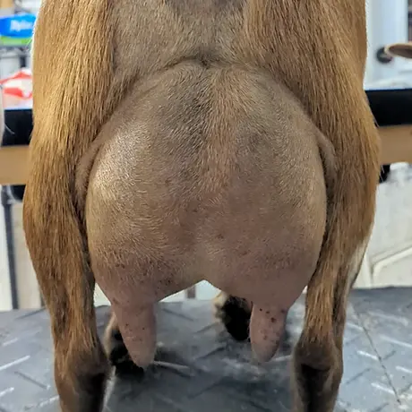 Daze-EE 3F Udder