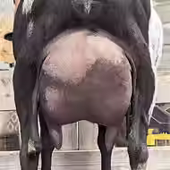 Apache's Udder