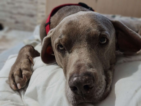 Residencia canina en Jerez