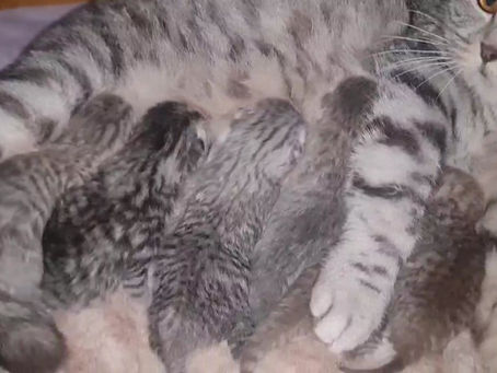 Scottish fold y straight