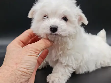 Bichon maltes