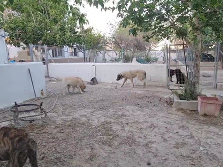 Sus papis de viaje y ellos felices,la residencia para ellos es un campamento