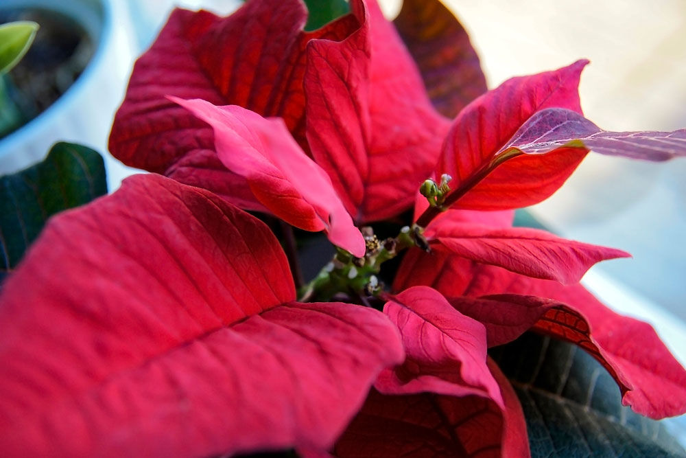 «Christmas star» – Photoimage