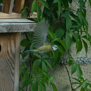 Mésange-744.jpeg