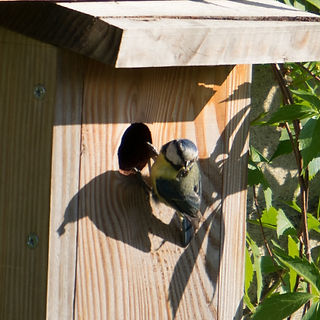 Mésange-640.jpeg