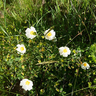 fleurs 2.jpeg