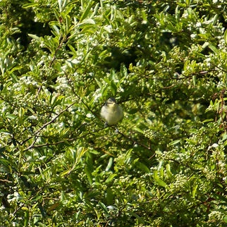 mesange bleue juvenile.jpeg