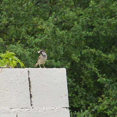moineau friquet.jpeg
