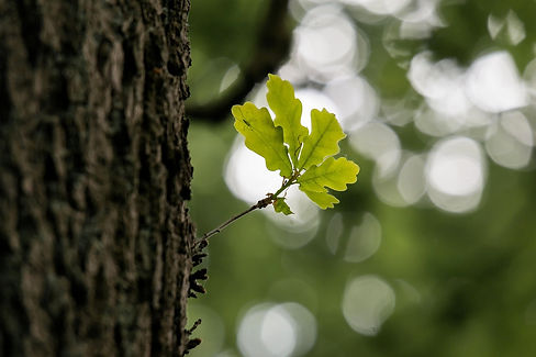oak-leaf.jpg