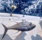 yellowfin tuna on a boat