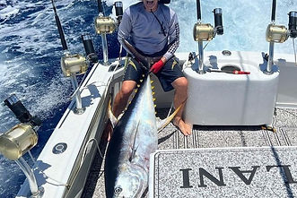 Large yellowfin tuna caught with Shimano Tiagra 130 electric reel