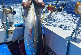 Yellowfin tuna & electric fishing reel