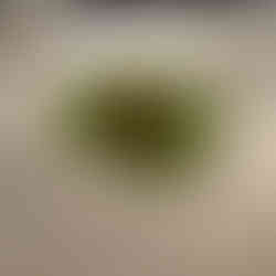 medu vada, gorgonzola dolce, tender coconut kimchi, parmesean saaru