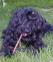 Flying Rugs Mitzi-Moffat