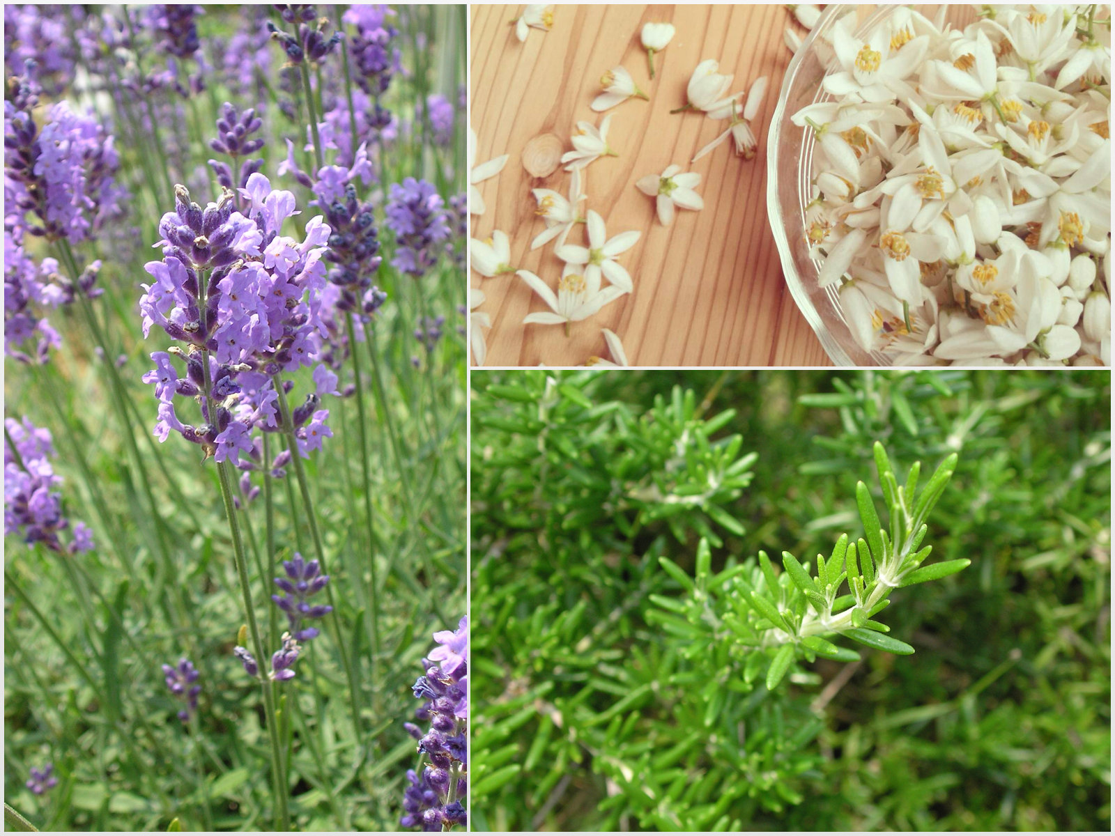 ハンガリアンウォーターを愉しむ 〜素材を愉しむスキンケア〜 | カモミラアロマセラピースクール