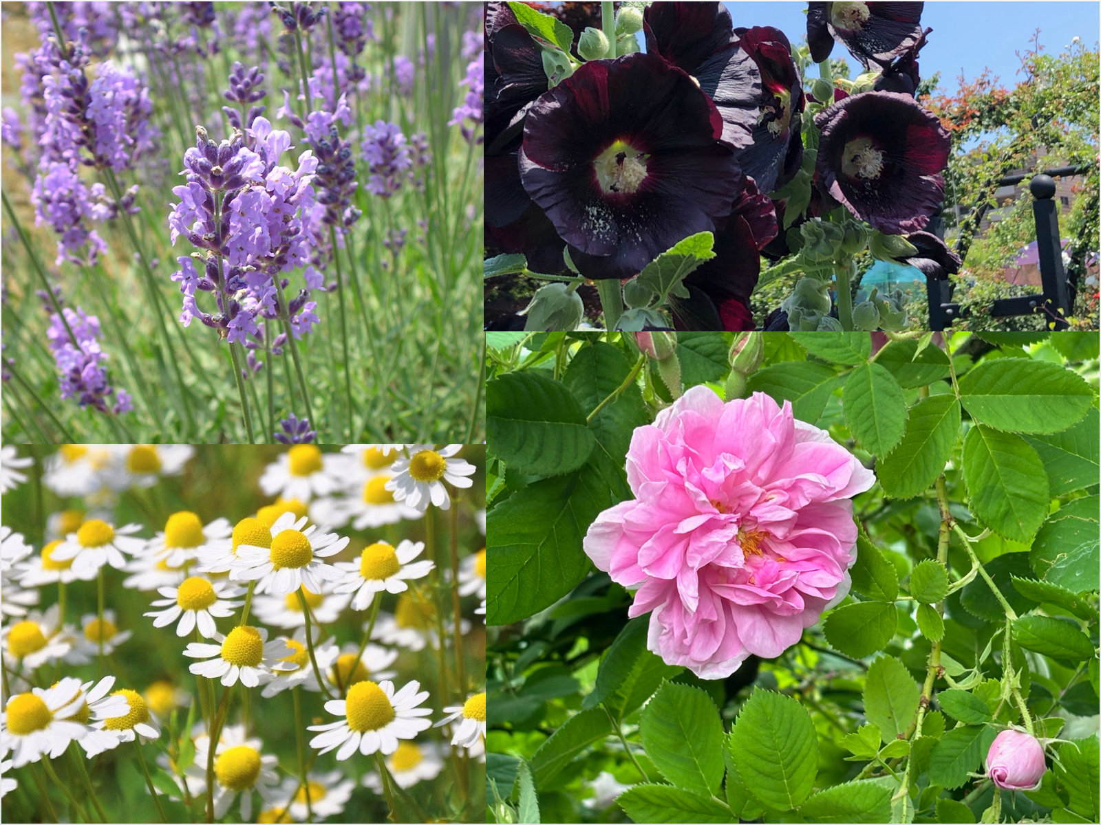 花の香りのエイジングケア 〜素材を愉しむスキンケア〜 | カモミラアロマセラピースクール