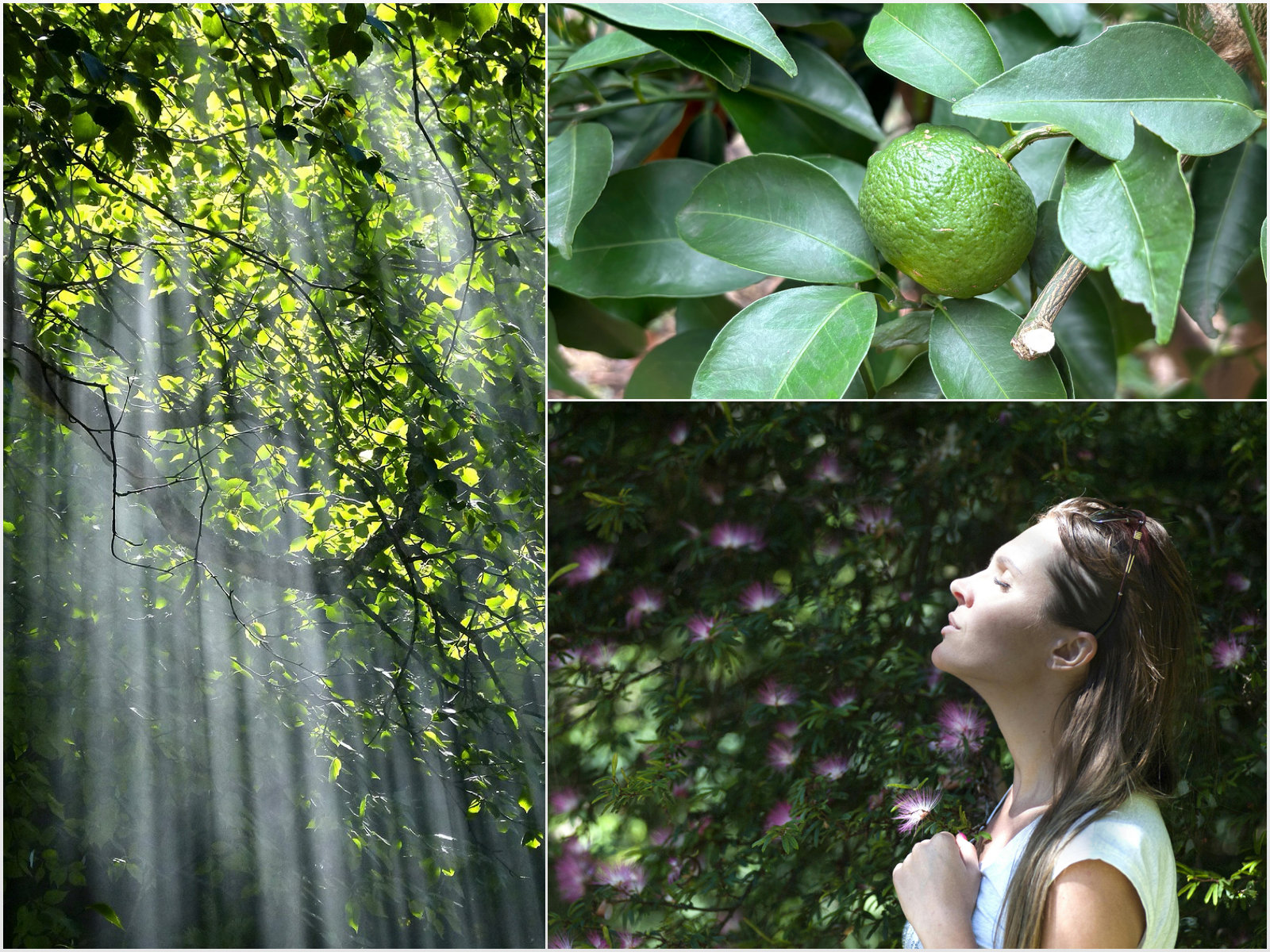 香りを纏う ~和精油を愉しむ〜 | カモミラアロマセラピースクール