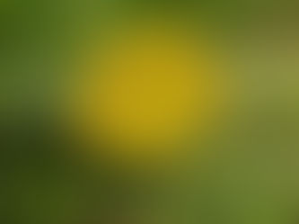 Helichrysum italicum
（ヘリクリサム・イモーテル）