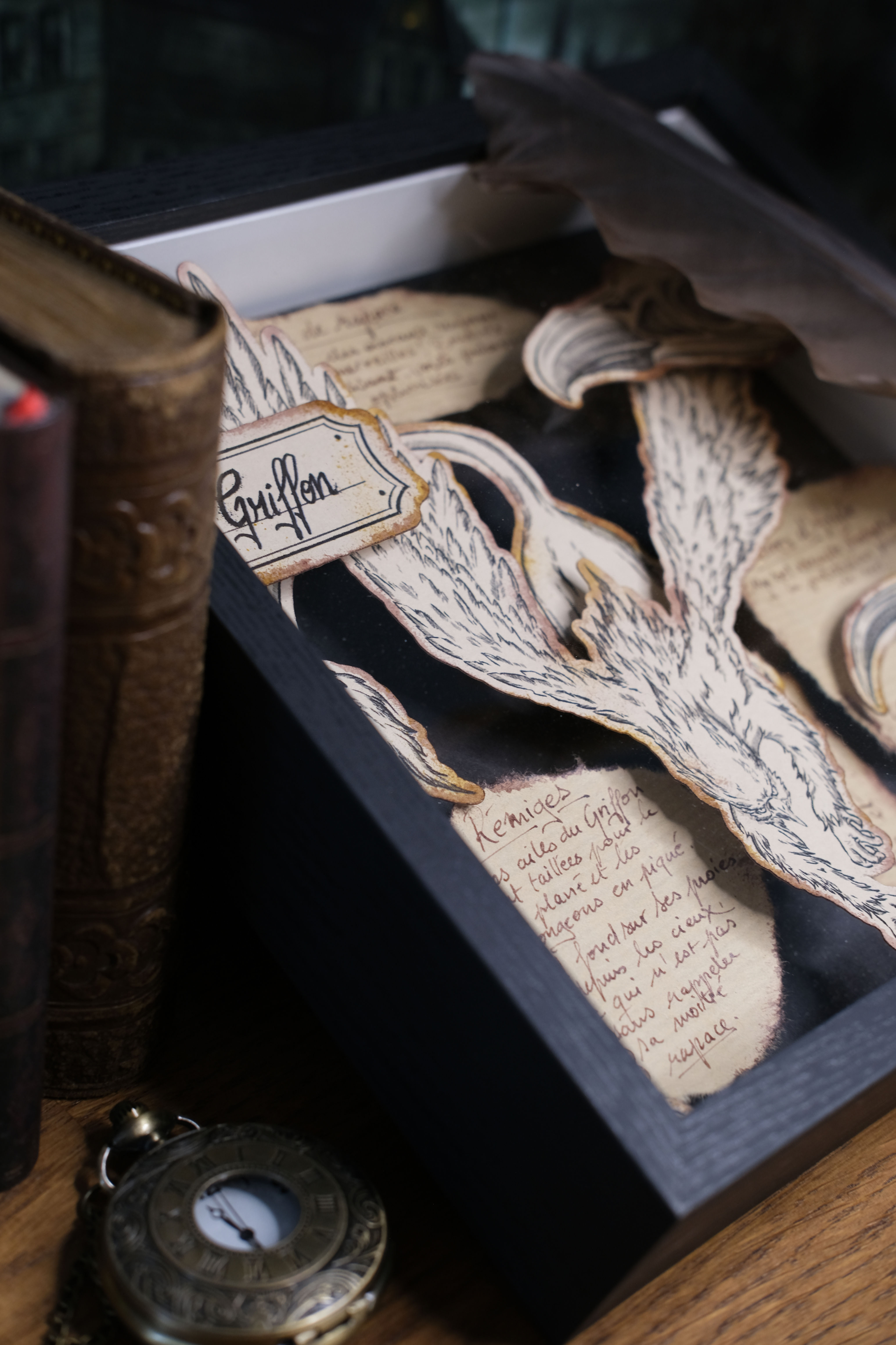 Cabinet de curiosité - Étude du Griffon