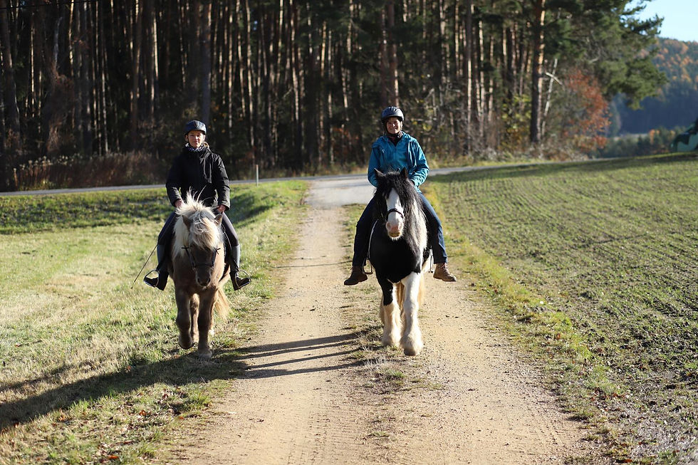 Wide angle view of a serene forest trail perfect for horseback riding