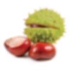 Horse Chestnut